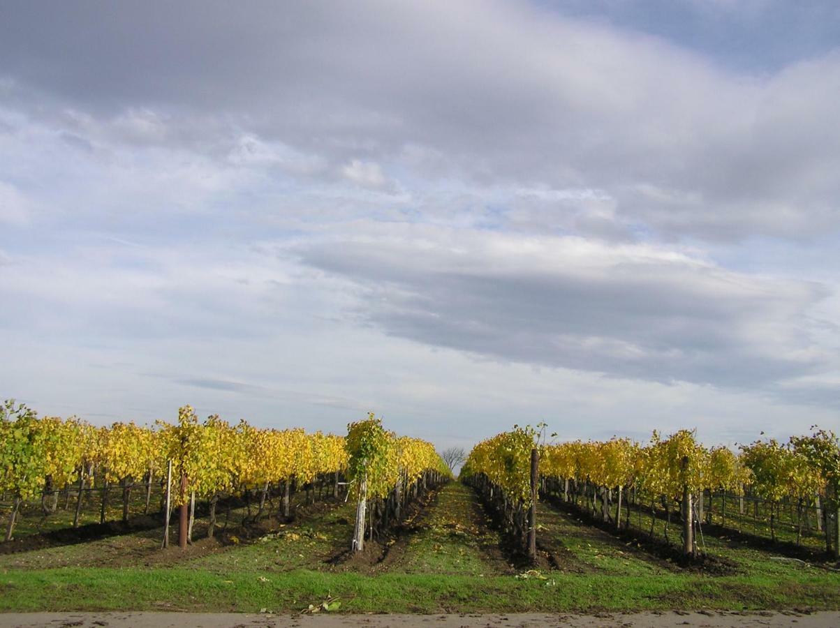 مبيت وإفطار إلميتز Weingut Gastehaus Palkowitsch المظهر الخارجي الصورة
