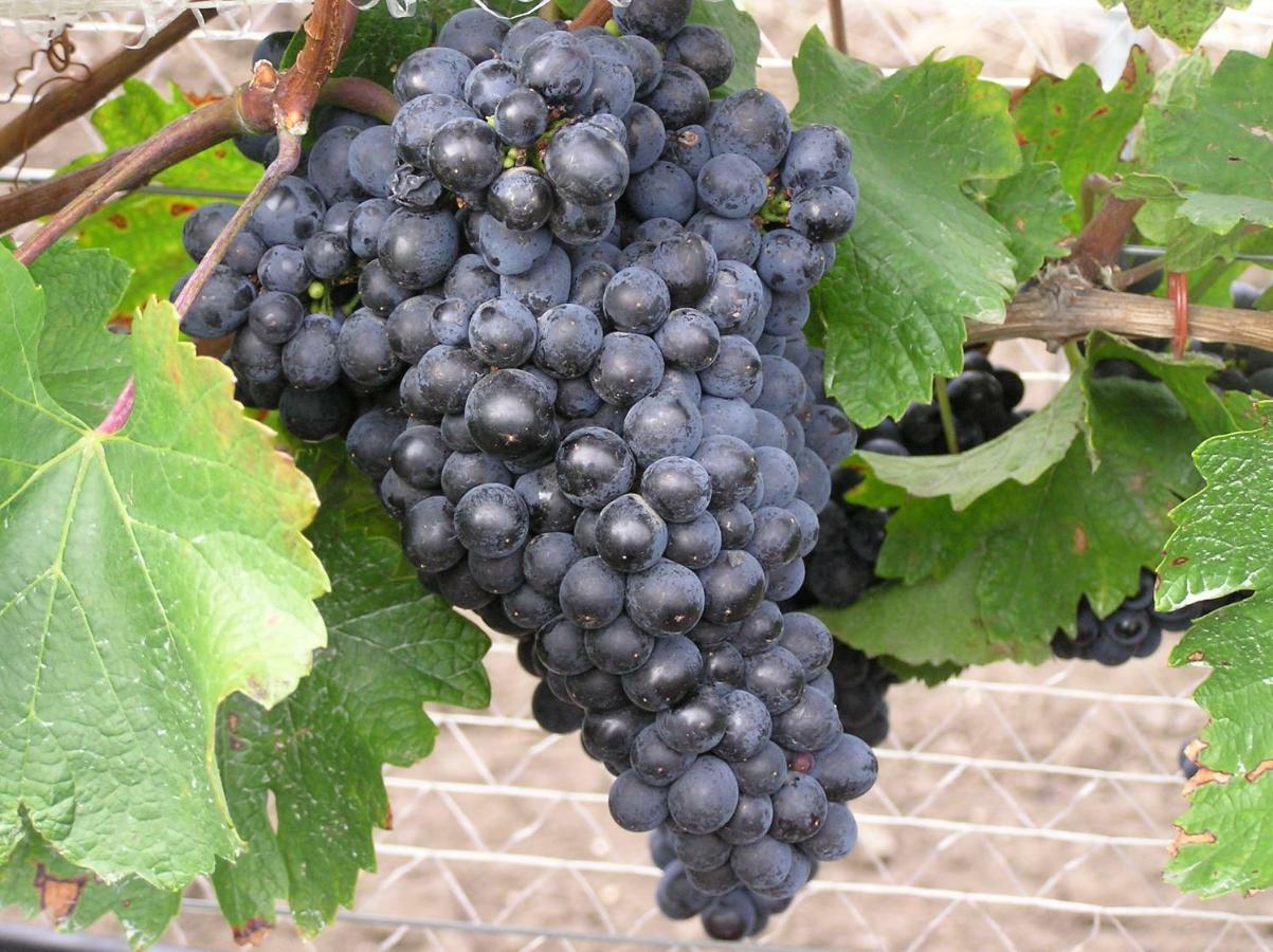 مبيت وإفطار إلميتز Weingut Gastehaus Palkowitsch المظهر الخارجي الصورة